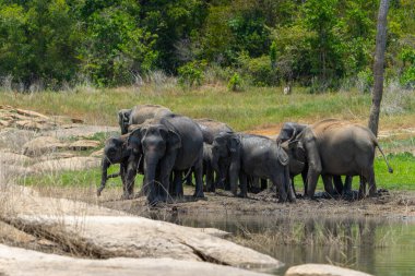 Sri Lanka Fil Sürüsü, ya da elephas maximus maximus, Gal Oya Gölü Sri Lanka sahilindeki çamurda..