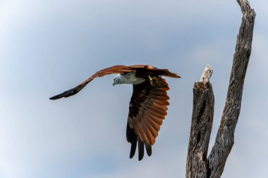 Brahminy uçurtması Gal Oya Ulusal Parkı Sri Lanka 'da ölü bir ağacın tepesinden uçuyor..