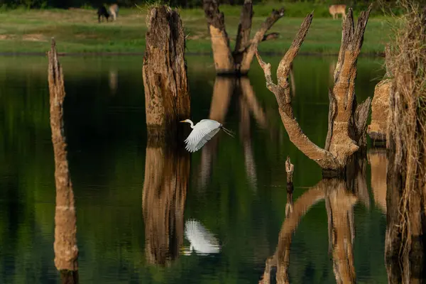 Beyaz balıkçıl, Gal Oya Ulusal Parkı Sri Lanka 'daki göldeki ölü ağaç ormanında uçuyor..