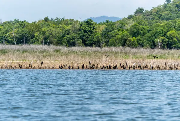 Siyah Karabatak ve Beyaz Akbalıkçıl, Sri Lanka Gölü kıyısında toplandı..