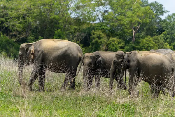 Sri Lanka fil sürüsü, veya elephas maximus maximus, Gal Oya Gölü Sri Lanka kıyısında yürürler..
