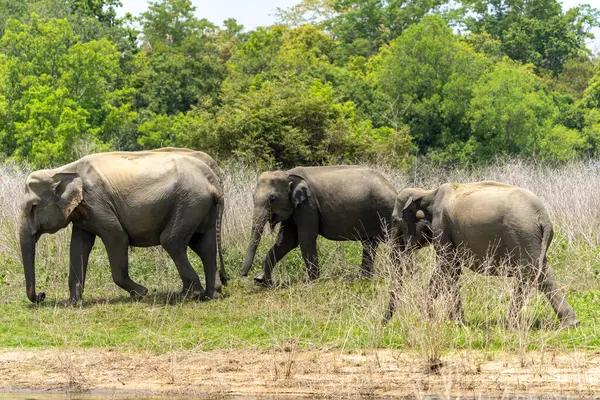 Üç anne ve iki Sri Lankalı fil yavrusu, ya da elephas maximus maximus, Sri Lanka Gölü kıyısında..