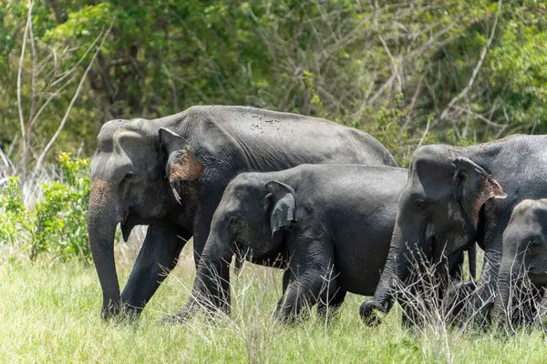 Sri Lanka Fil Sürüsü veya elephas maximus maximus, Sri Lanka Gölü kıyısında..