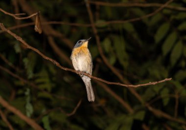 Gal Oya Ulusal Parkı Sri Lanka 'da geceleri ağaçta tüneyen Tickells Blue Flycatcher veya Cyornis tickelliae.