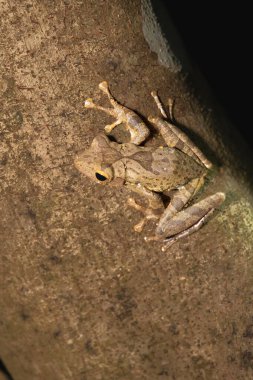 Sri Lanka 'daki Gal Oya Ulusal Parkı' ndaki ağaçta yaygın saat camı ağaç kurbağası veya Çokayaklı haç.