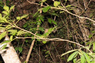 Sri Lankalı kurbağa ağızlı ya da Batrachostomus monilige geceleri Gal Oya Sri Lanka 'da ağaçta yükselir..