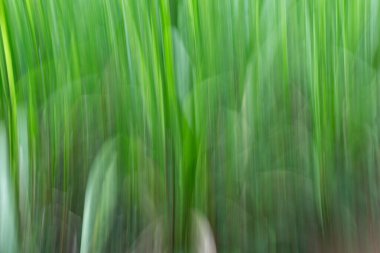 Yeşil doğa dikey çizgi soyut arkaplan resmi.