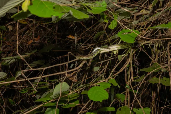 Geceleri Gal Oya Ulusal Parkları 'ndaki ağaç dalında yaygın bronz sırtlı yılan veya Dendrelaphis tristis.