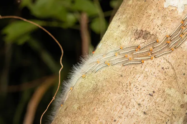 Gal Oya Ulusal Parkı Sri Lanka 'da gece vakti ağaçlara tırmanan kıllı tırtıllar..