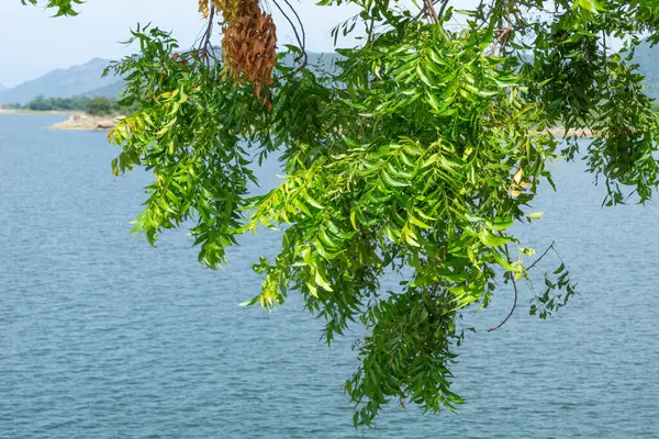 Gal Oya Gölü Sri Lanka 'nın önünde sallanan parlak yeşil ağaç yaprakları..