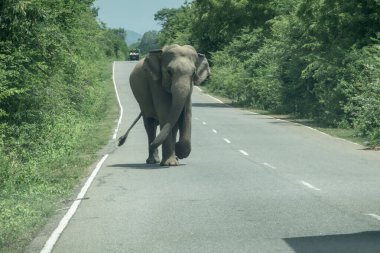 Tedirgin Fil, Yale Ulusal Parkı 'ndaki Sri Lanka' daki kameraya doğru gidiyor..