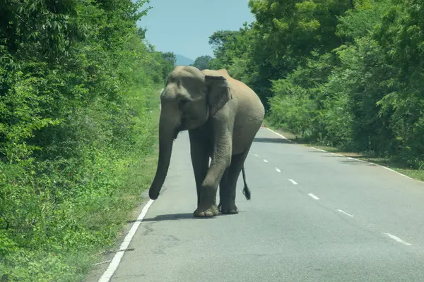 Tedirgin Fil, Yale Ulusal Parkı 'ndaki Sri Lanka' daki kameraya doğru gidiyor..