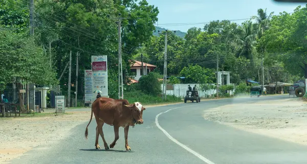 Katagama Sri Lanka - 9 Eylül 2024; Tipik Asya köyü boyunca alışılmadık bir ulaşım ve yolda yürüyen bir inekle dolaşırken ön camdan bakın.