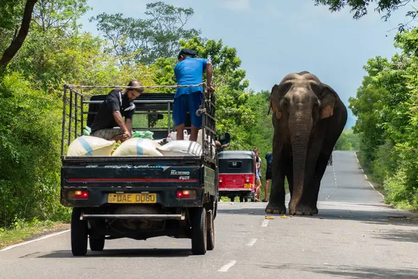 Sri Lanka Karayolu - 9 Eylül 2024: Fil, yola muz atarak dikkatlerini dağıtan küçük bir kamyonla karayolunu kapatırken ilgisiz görünüyor.