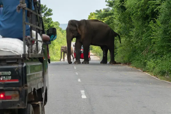 Sri Lanka Otoyolu - 9 Eylül 2024: Fil, ormanın bir tarafından diğer tarafına otoyolu kapatırken ilgisiz görünüyor.