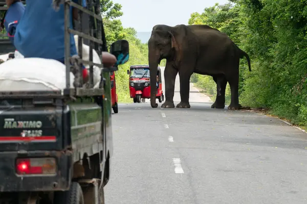 Sri Lanka Otoyolu - 9 Eylül 2024: Fil, ormanın bir tarafından diğer tarafına otoyolu kapatırken ilgisiz görünüyor.