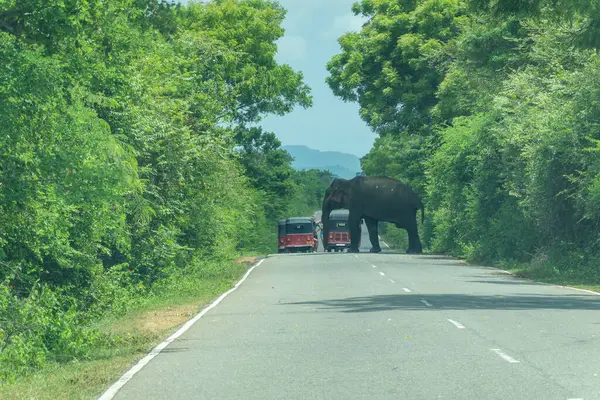Otoyol SriLanka - 9 Eylül 2024; Otoyolun ilerisindeki otoyolu engelleyen insanlar ve Tuk-tuk 'un geçmeye çalıştığı otoyol.