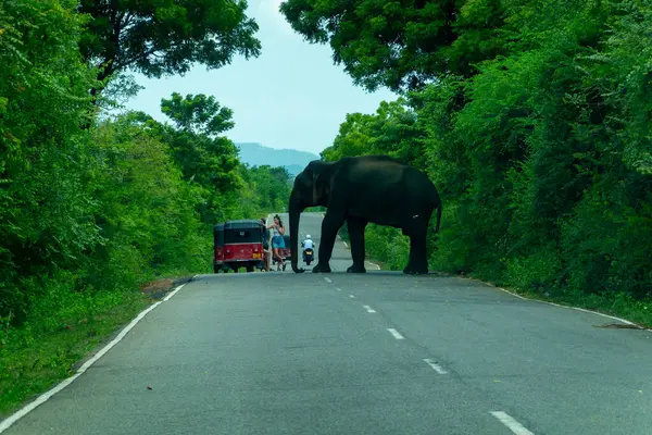 Otoyol SriLanka - 9 Eylül 2024; Otoyolun ilerisindeki otoyolu engelleyen insanlar ve Tuk-tuk 'un geçmeye çalıştığı otoyol.