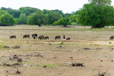 Sri Lankalı yaban domuzu, ya da Sus Scrofa kristali, Yala Ulusal Parkı Sri Lanka 'da arazi temizliği yapan aile.
