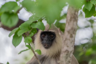Yala Ulusal Parkı 'ndaki vahşi yaşam siyah langur ya da Semnopithecus vetulus vetulus portresi Sri Lanka' da yaprakların arasından dışarı bakıyor..