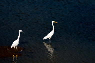 Yala Ulusal Parkı Sri Lanka 'nın koyu arkaplanına doğru sığ bir zeminde yürüyen odağın orta noktası ve biraz balıkçıl ya da egretta intermedya ve egretta garzetta.
