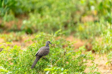 Yala Ulusal Parkı Sri Lanka 'daki yeşil çalı üzerinde benekli güvercin veya Streptopelia çingenesi.