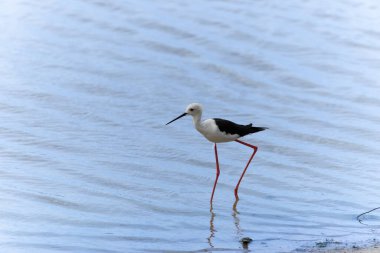 Yala Ulusal Parkı 'ndaki Sri Lanka gölünde sığ sularda yüzen siyah kanatlı stilt ya da himantopus himantopus.