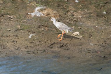 Redshank ya da Tringa totanus Yala Ulusal Parkı Sri Lanka 'da yiyecek aramak için kıyılarda dolanıyor..