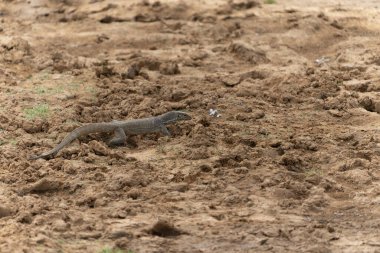 Yala Ulusal Parkı Sri Lanka 'da çamurlu zeminde su monitörü ya da Varanus kurtarma kertenkelesi dili dışarıda..