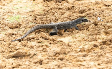 Yala Ulusal Parkı Sri Lanka 'da çamurlu zeminde su monitörü ya da Varanus kurtarma kertenkelesi dili dışarıda..