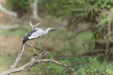 Asyalı açık gagalı leylekler veya anastomus oscitanlar Yala Ulusal Parkı Sri Lanka 'da ölü bir dala tünediler..