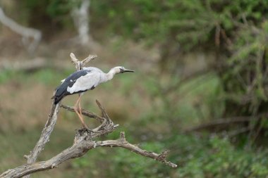 Asyalı açık gagalı leylekler veya anastomus oscitanlar Yala Ulusal Parkı Sri Lanka 'da ölü bir dala tünediler..