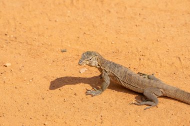 Asya su gözlemcisi kertenkele ya da Varanus kurtarıcısı Yala Ulusal Parkı Sri Lanka 'da kırmızı toprağa gölge düşürüyor.