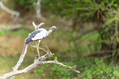 Asyalı açık gagalı leylekler veya anastomus oscitanlar Yala Ulusal Parkı Sri Lanka 'da ölü bir dala tünediler..