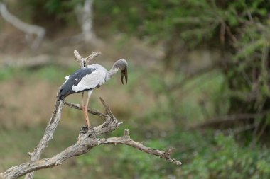 Asyalı açık gagalı leylekler veya anastomus oscitanlar Yala Ulusal Parkı Sri Lanka 'da ölü bir dala tünediler..