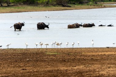 Avrasya kaşık faturası sürüsü ya da Platalea lökositi Yala Ulusal Parkı Sri Lanka 'da arkasında Asya su bufalosu banyosu yapan göletin kenarında yürüyor..
