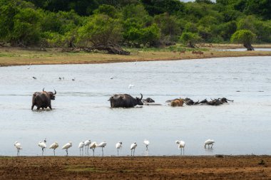 Avrasya kaşık faturası sürüsü ya da Platalea lökositi Yala Ulusal Parkı Sri Lanka 'da arkasında Asya su bufalosu banyosu yapan göletin kenarında yürüyor..