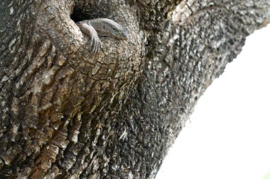 Sri Lankalı arazi gözlemcisi veya Yala Ulusal Parkı Sri Lanka 'daki ağaçtaki delikten dışarı bakan Varanus Bengalensis.
