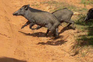 Yala Ulusal Parkı Sri Lanka 'da kırmızı toprakta koşan yaban domuzu veya Sus Scrofa kriterleri.