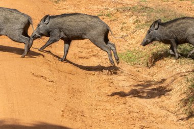 Yala Ulusal Parkı Sri Lanka 'da sığ bir hendekten geçen üç Sri Lanka Yaban domuzu veya Sus Scrofa kristali.