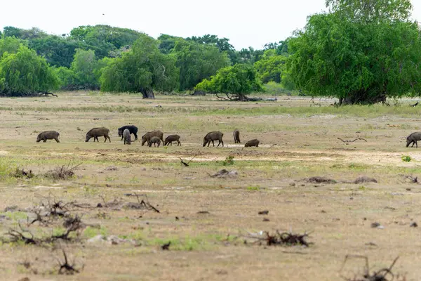 Sri Lankalı yaban domuzu, ya da Sus Scrofa kristali, Yala Ulusal Parkı Sri Lanka 'da arazi temizliği yapan aile.