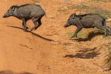 Yala Ulusal Parkı Sri Lanka 'da kırmızı toprakta koşan yaban domuzu veya Sus Scrofa kriterleri.