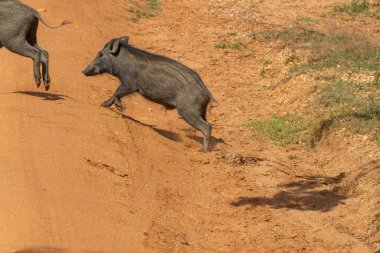 Yala Ulusal Parkı Sri Lanka 'da koşan yetişkinleri takiben Hint yaban domuzu veya Sus Scrofa kriter domuz yavrusu.