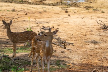 Benekli geyik ya da Axis axis ceylonensis genç görünümlü Yala Ulusal Parkı Sri Lanka 'da ürktü.