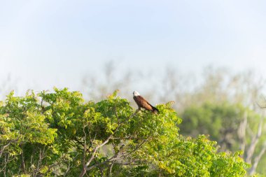 Brahminy uçurtması veya Haliastur, Yala Ulusal Parkı Sri Lanka 'da av aramak için gölet kenarına uçar..