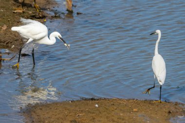Küçük Egret, ya da Egretta Garzetta, Yala Ulusal Parkı Sri Lanka 'da gagalı bir kurbağanın bulunduğu suların kenarında..