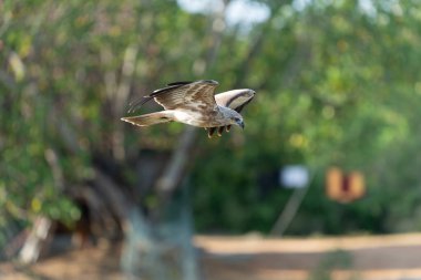 Brahminy uçurtması veya Haliastur Yala Ulusal Parkı Sri Lanka 'da avını aramak için yeşil arka planda süzülerek ilerler..