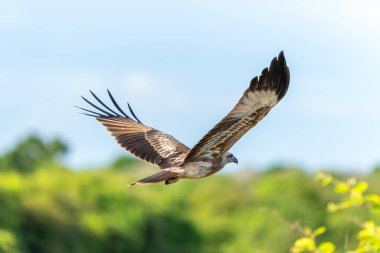 Brahminy uçurtması veya Haliastur Yala Ulusal Parkı Sri Lanka 'da avını aramak için yeşil arka planda süzülerek ilerler..