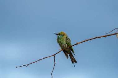 Yala Ulusal Parkı Sri Lanka 'da açık mavi gökyüzüne karşı küçük bir yüksek dalda tüylü Asyalı yeşil arı yiyici ya da Merops orientalis.