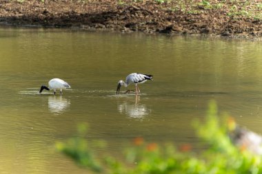 Yala Ulusal Parkı Sri Lanka 'da sığ sularda yüzen siyah başlı aynaklar (Threskiornis melanocephalus) ve açık gagalı leylekler (Anastomus oscitans)..